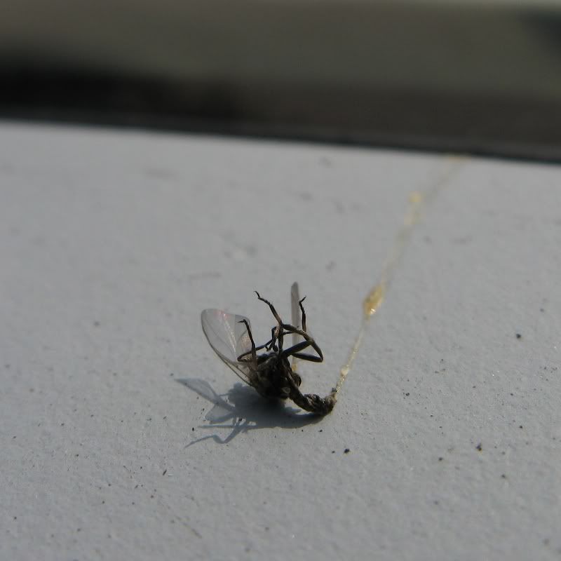 Dying Fly Pictures, Images and Photos