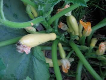 little summer squash