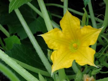 squash blossom