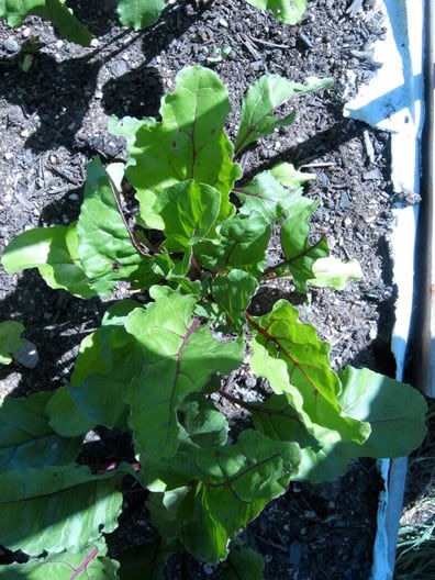 last beet in ground