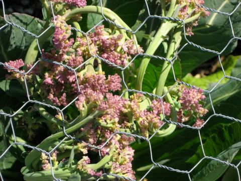 cauli bloom sm