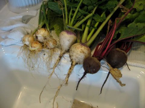 onions turnips beets