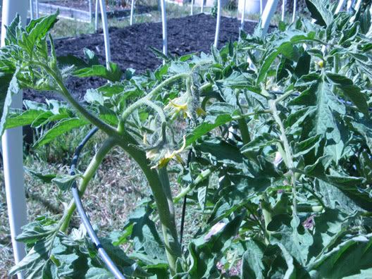 tomato flowers