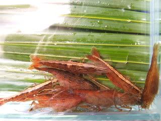 SHRIMP005.jpg