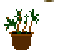 Houseplants