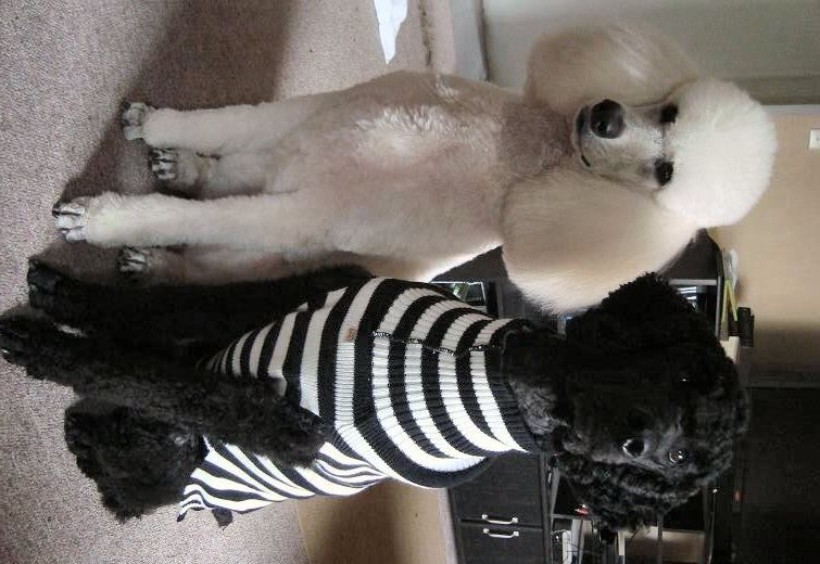 Any "male poodle" accessories? Page 2 Poodle Forum Standard Poodle, Toy Poodle, Miniature