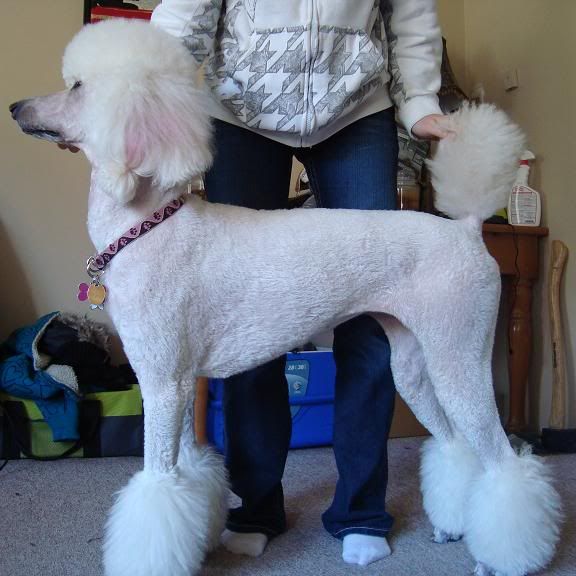 My attempt at the Miami Poodle Forum Standard Poodle, Toy Poodle