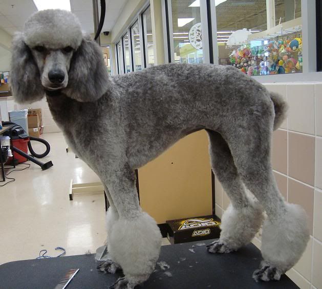 Fixing bad groom (or 'my poodle looks stupid') Page 5 Poodle Forum Standard Poodle, Toy