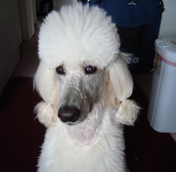 poodle snood