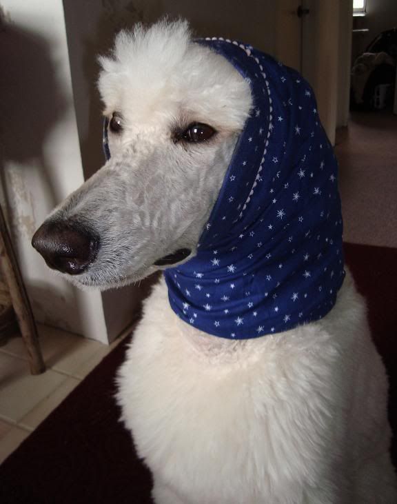 poodle snood