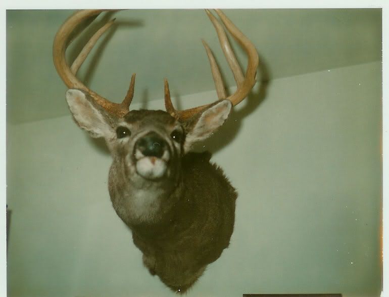 WhitetailDeer-OconeeNFMonticelloGA.jpg