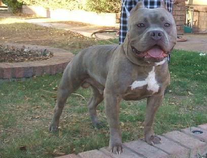 Blue nose blue fawn tri color pitbull pups ready now for 