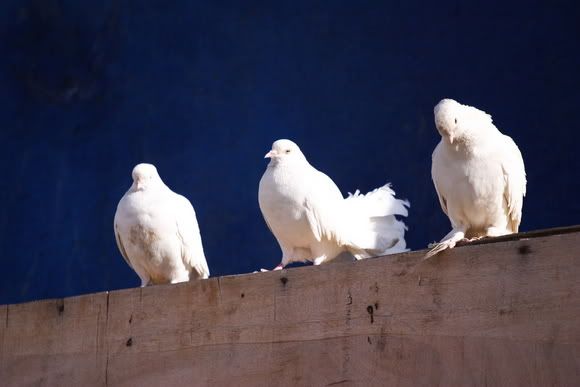IMAGE: http://i20.photobucket.com/albums/b204/m3incorp/Doves.jpg