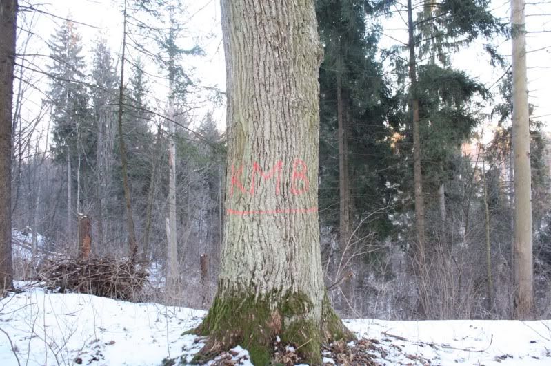 http://i20.photobucket.com/albums/b206/KGedas/2010%2003%2011-12%20Ringove/kmbmedziai.jpg