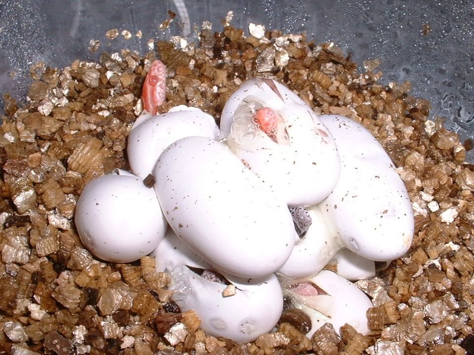 clutch3day1008.jpg