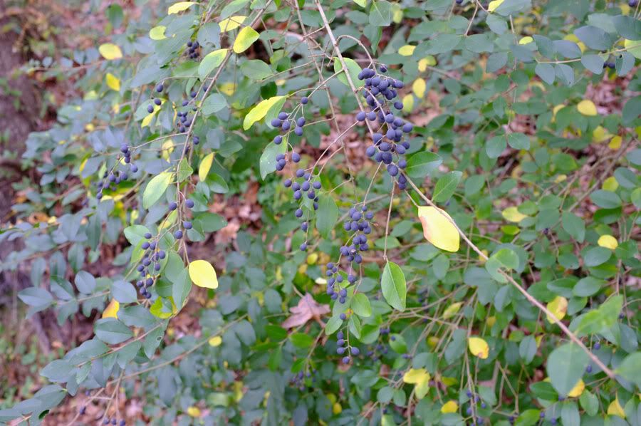 DSCF0084rff.jpg
