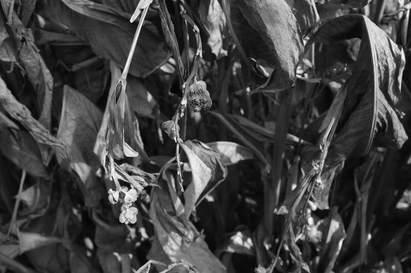 DSCF0358x100.jpg