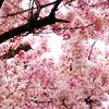 cherryblossomsaresofuckingcoolfromi.jpg lots pink flowers tree icon image by shawn_small