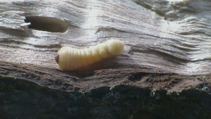 Worms In Wood