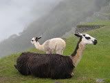 Llamas - Machu Picchu