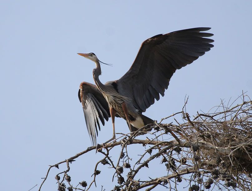 IMAGE: http://i20.photobucket.com/albums/b207/rx7turboii/GBH5.jpg