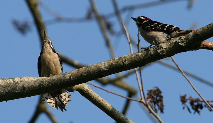 IMAGE: http://i20.photobucket.com/albums/b207/rx7turboii/pecker.jpg