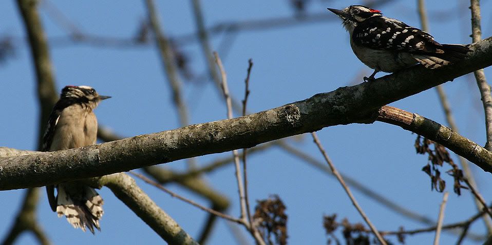 IMAGE: http://i20.photobucket.com/albums/b207/rx7turboii/peckers1.jpg