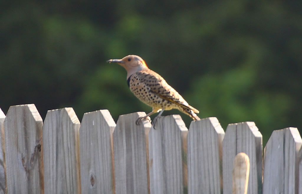 IMAGE: http://i20.photobucket.com/albums/b207/rx7turboii/peckeruk.jpg