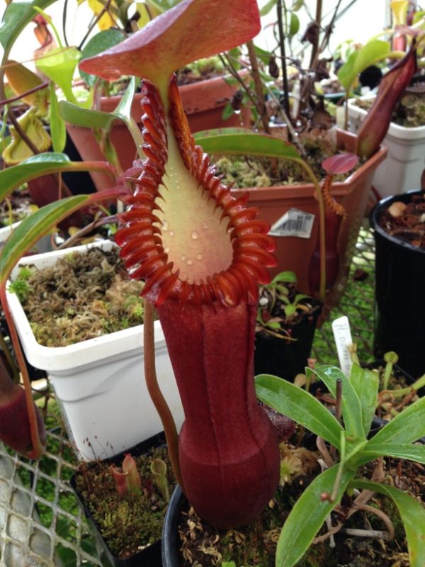 Nepenthes Edwardsiana - Alchetron, The Free Social Encyclopedia