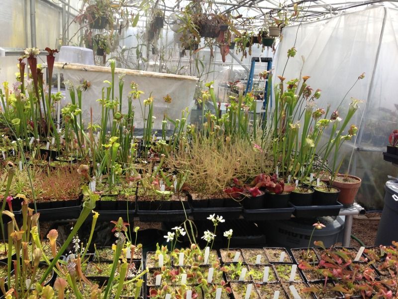 Carnivorous Plants For Sale