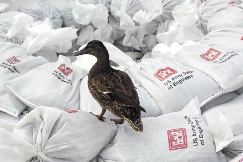 Duck on sandbags