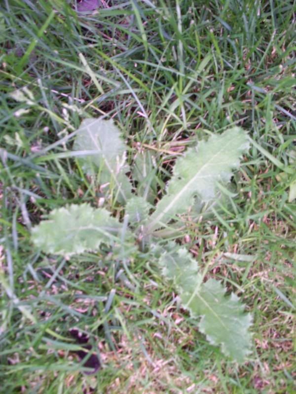 Can anyone identify these weeds for my tortoise to eat? Reptile Forums