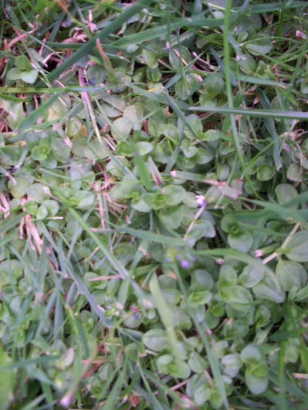 Can anyone identify these weeds for my tortoise to eat? Reptile Forums