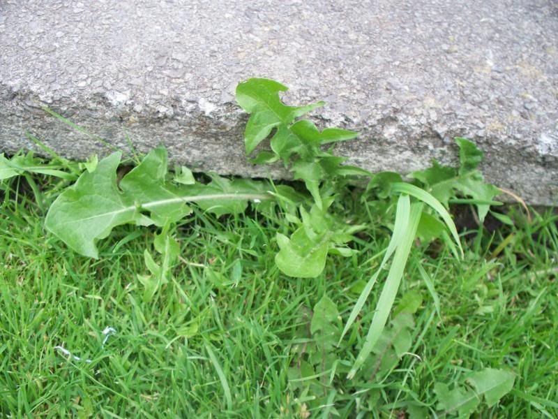 Can anyone identify these weeds for my tortoise to eat? Reptile Forums