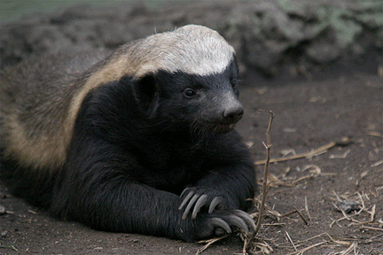 honey badger pictures. who is honey badger randall.