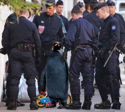 black penguin Image