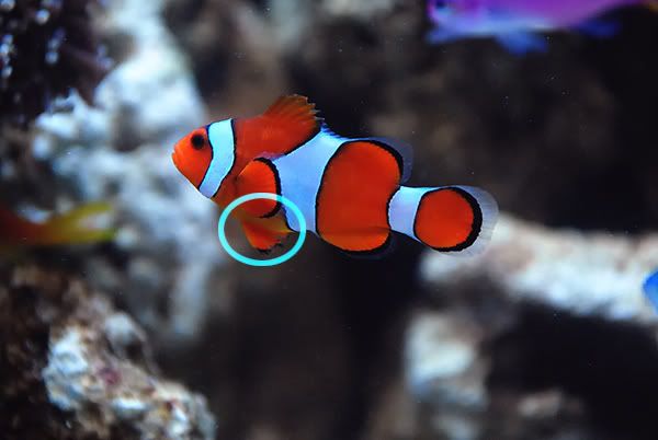 Clownfish.jpg