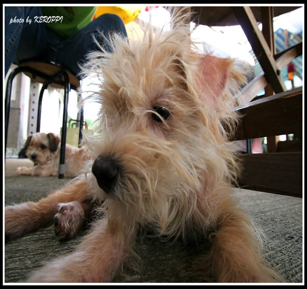 Photobucket - Video and Image Hosting