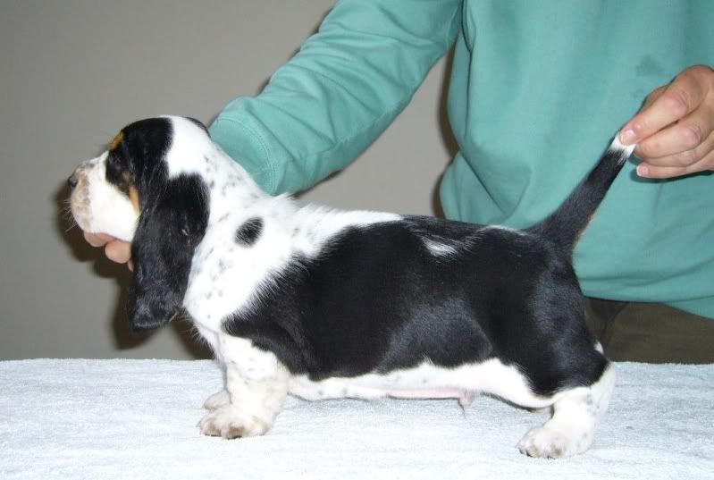 Newborn Basset Hound Puppies [] Lunawsome