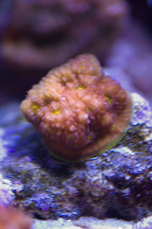 corals20081027_11.jpg