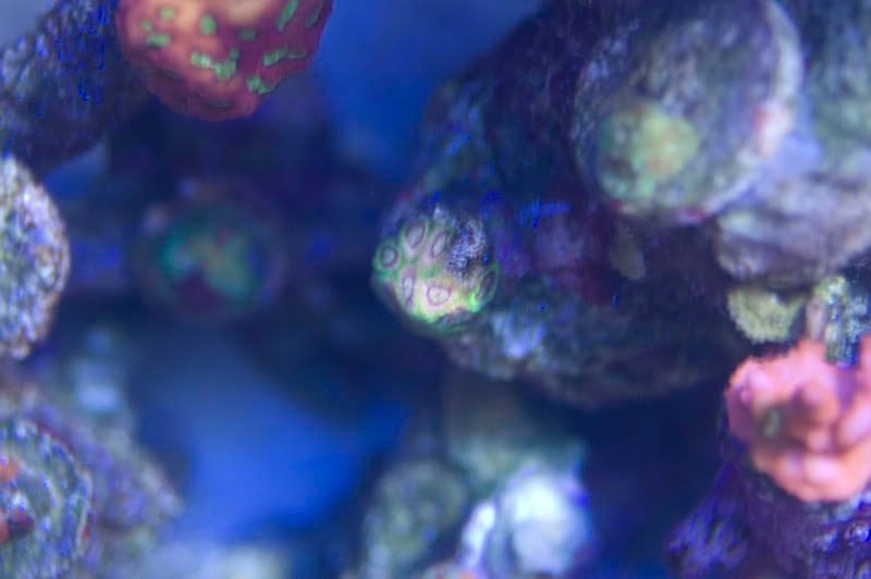 corals20081027_4.jpg