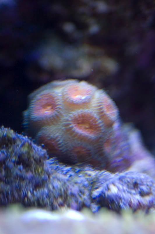 corals20081027_9.jpg