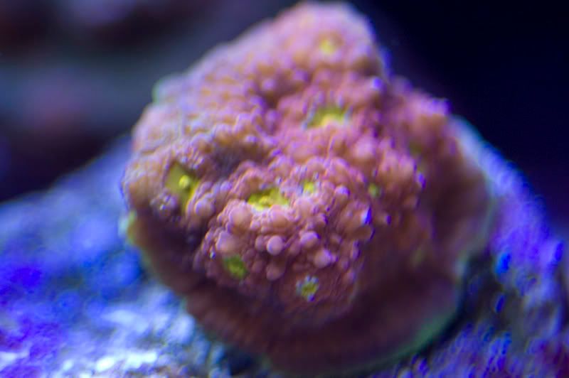 tankcorals8.jpg