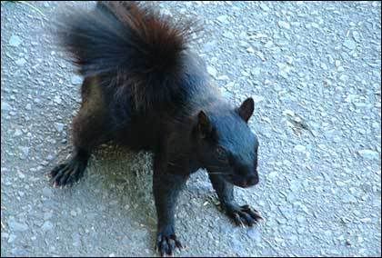 Black Squirrel Pictures, Images and Photos
