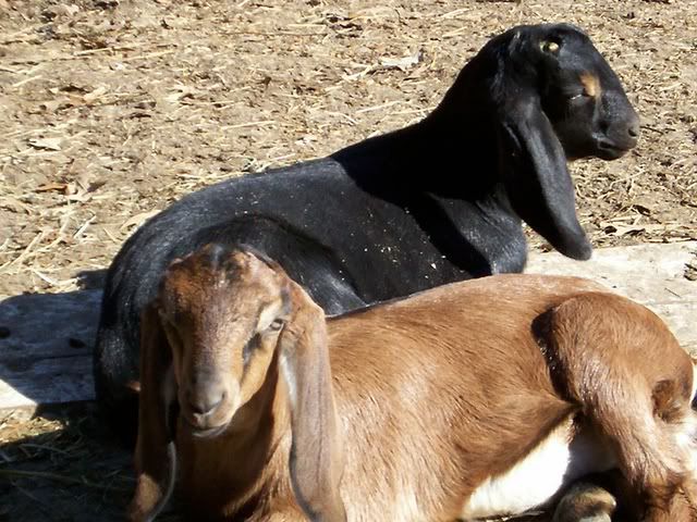 EMERGENCY!!! please help - Goats