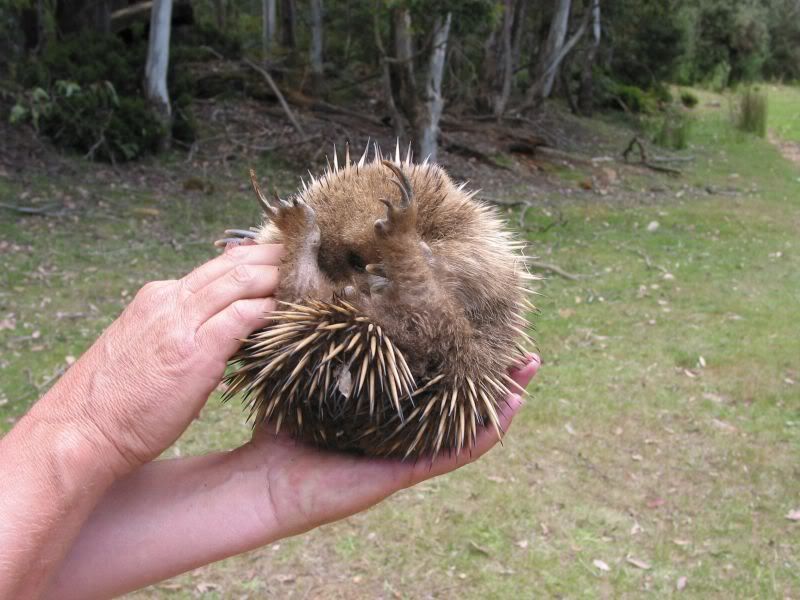 cute echidna pictures