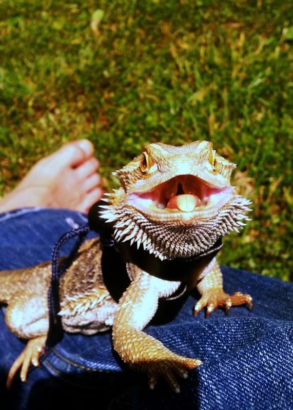 How to get dragon to poop in bathtub! • Bearded Dragon . org