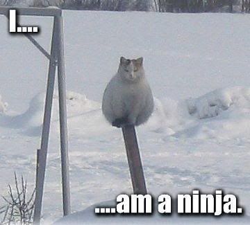 arcticninjacat.jpg