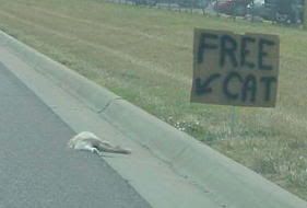 freecat2.jpg