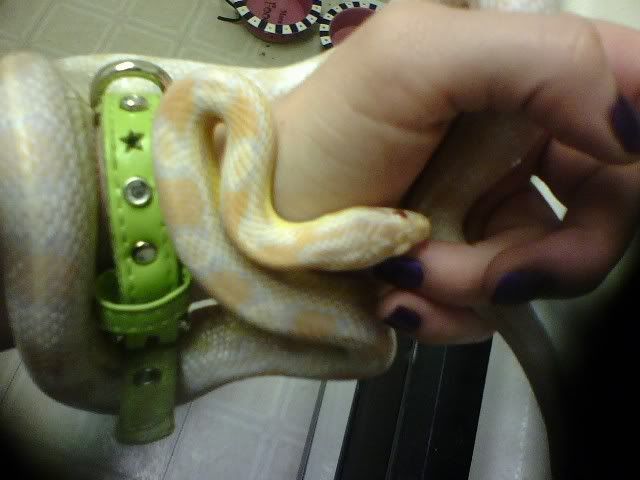 snake-1.jpg
